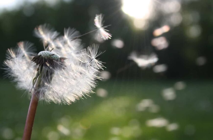 A Goal Without a Plan Is Just a Wish (How to Plan For Success!)