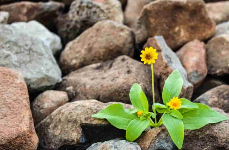 30 Growth Mindset Mantras To Live By