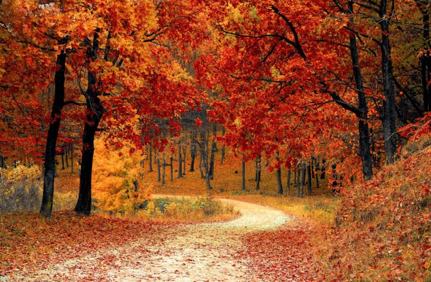 Autumn leaves on a path through a forrest