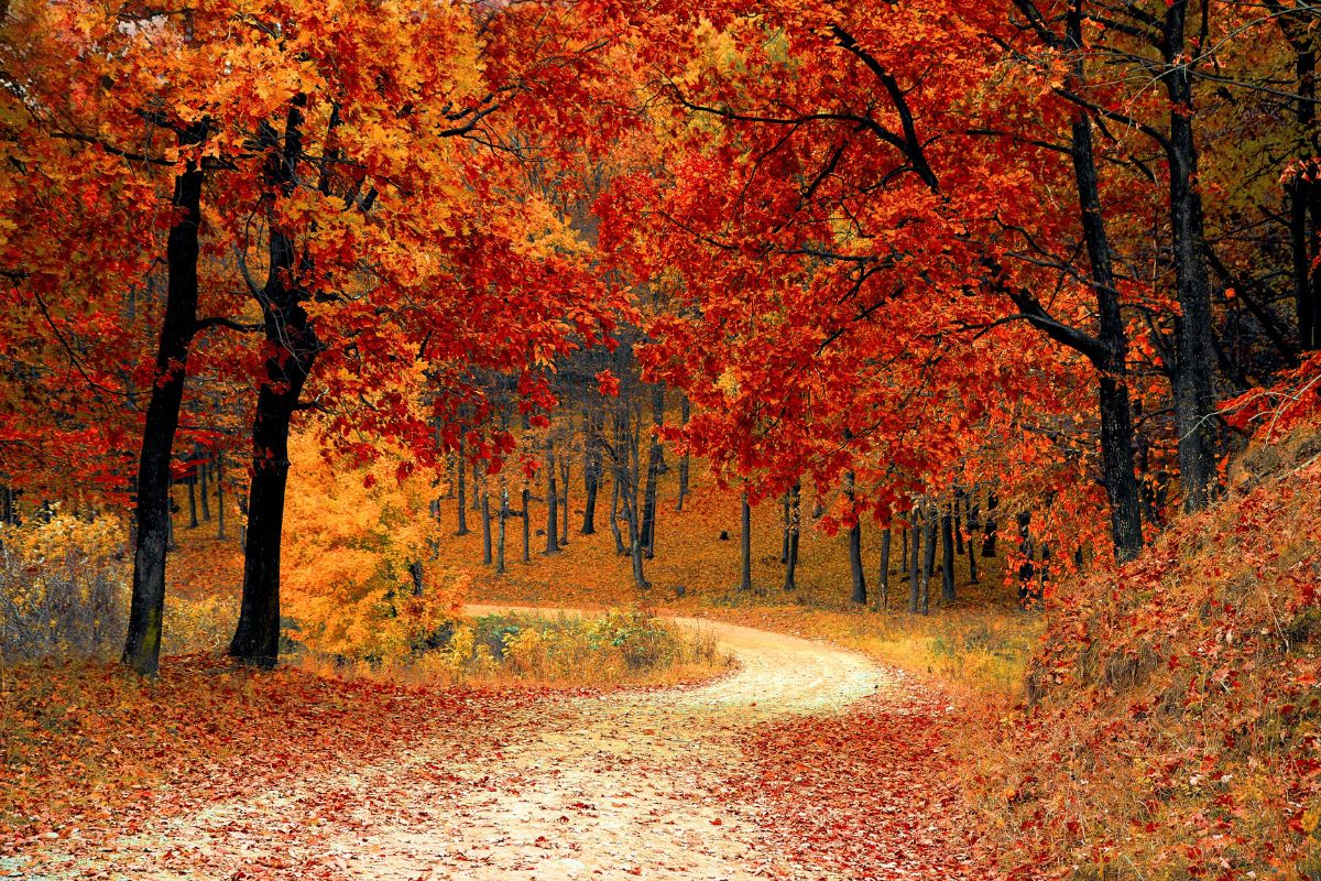 Autumn leaves on a path through a forrest