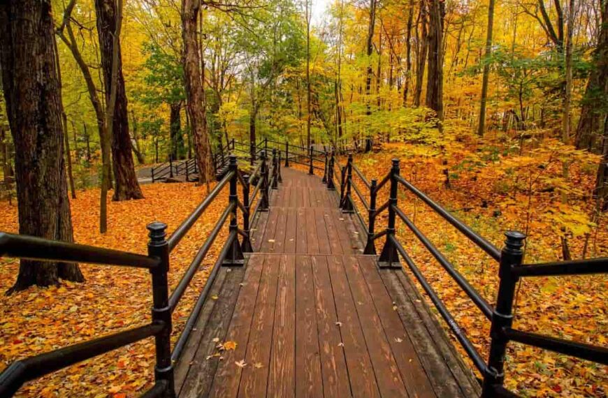 fall leaves in a forrest