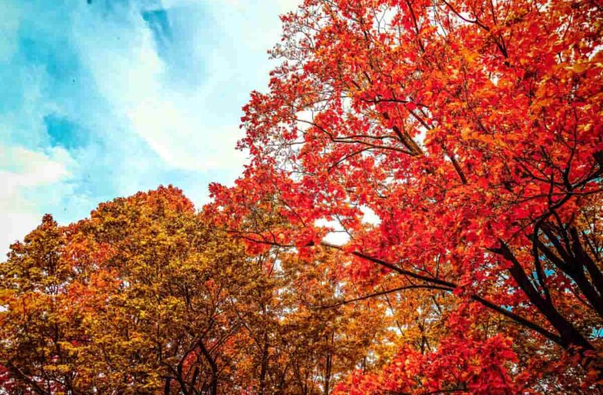 red and orange fall leaves