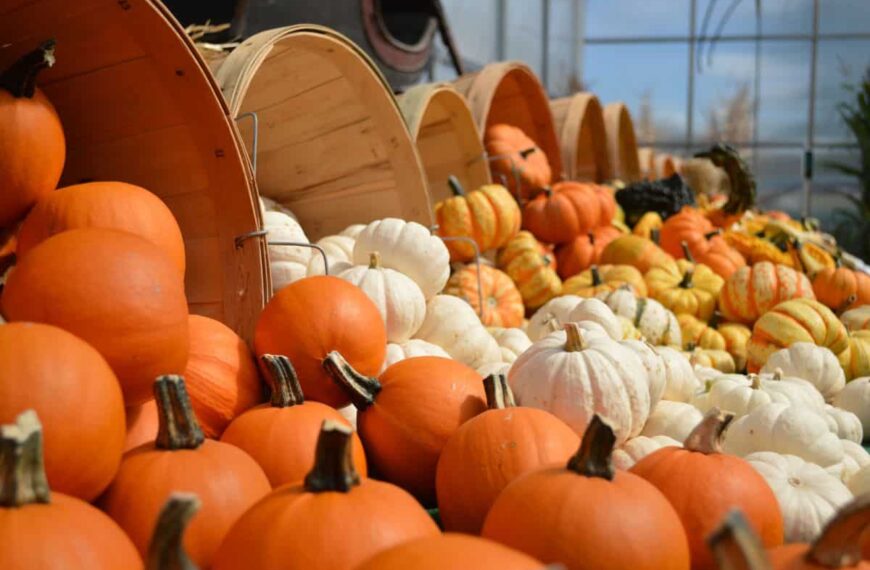 a pile of orange, white, and yellow pumpkins